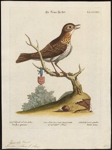Turdus iliacus - 1700-1880 - Print - Iconographia Zoologica - Special Collections University of Amsterdam - UBA01 IZ16300223