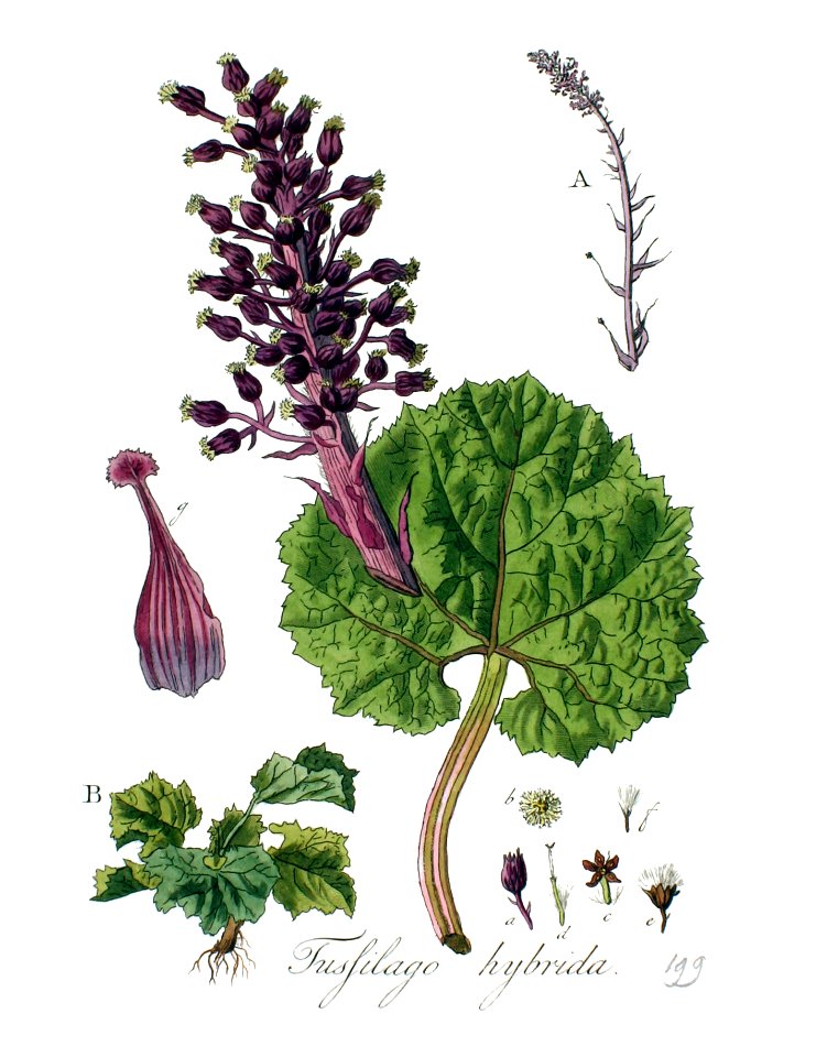 Tussilago hybrida — Flora Batava — Volume v3 - clean