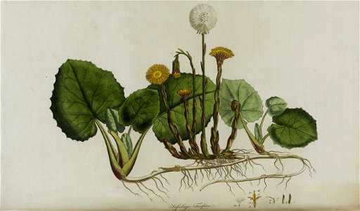 Tussilago farfara - 001x