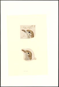 Turdus viscivorus - 1788-1863 - Print - Iconographia Zoologica - Special Collections University of Amsterdam - UBA01 IZA1000766