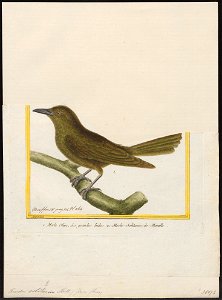Turdus solitarius - 1700-1880 - Print - Iconographia Zoologica - Special Collections University of Amsterdam - UBA01 IZ16300315