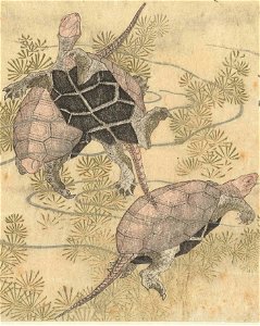 Turtle detail, from- Drie schildpadden tussen waterplanten (cropped)