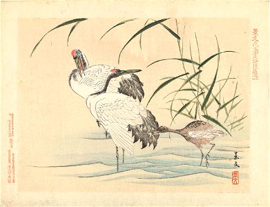 Twee kraanvogels met jong