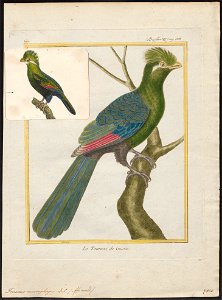 Turacus musophagus - 1700-1880 - Print - Iconographia Zoologica - Special Collections University of Amsterdam - UBA01 IZ19300033