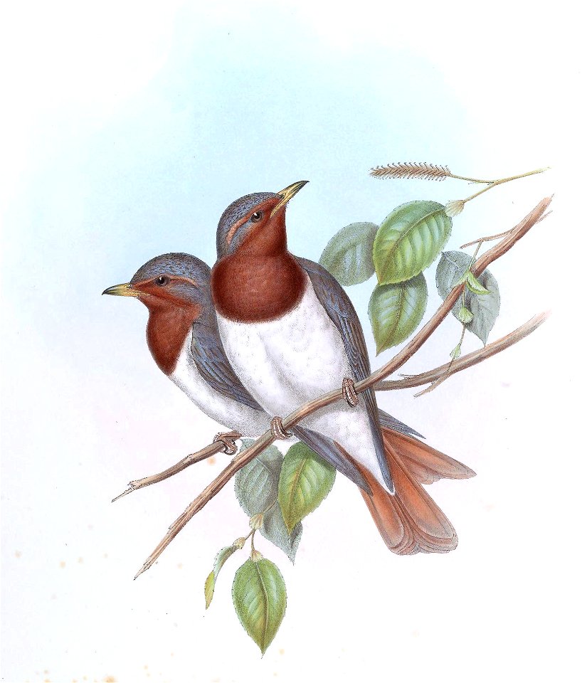TurdusRuficollisGould