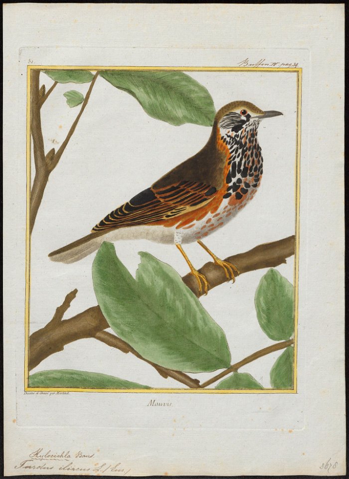 Turdus iliacus - 1700-1880 - Print - Iconographia Zoologica - Special Collections University of Amsterdam - UBA01 IZ16300221