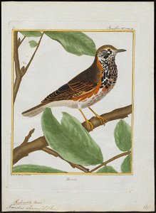 Turdus iliacus - 1700-1880 - Print - Iconographia Zoologica - Special Collections University of Amsterdam - UBA01 IZ16300221