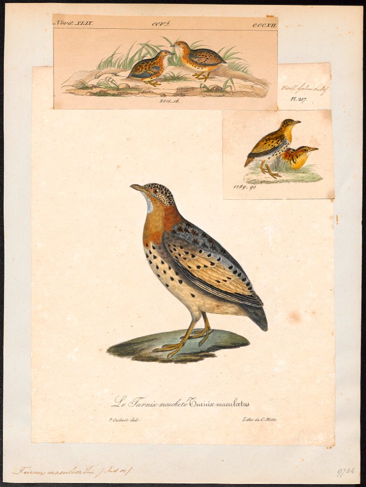 Turnix maculosa - 1825-1834 - Print - Iconographia Zoologica - Special Collections University of Amsterdam - UBA01 IZ17100155