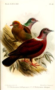 TurturKeulemans