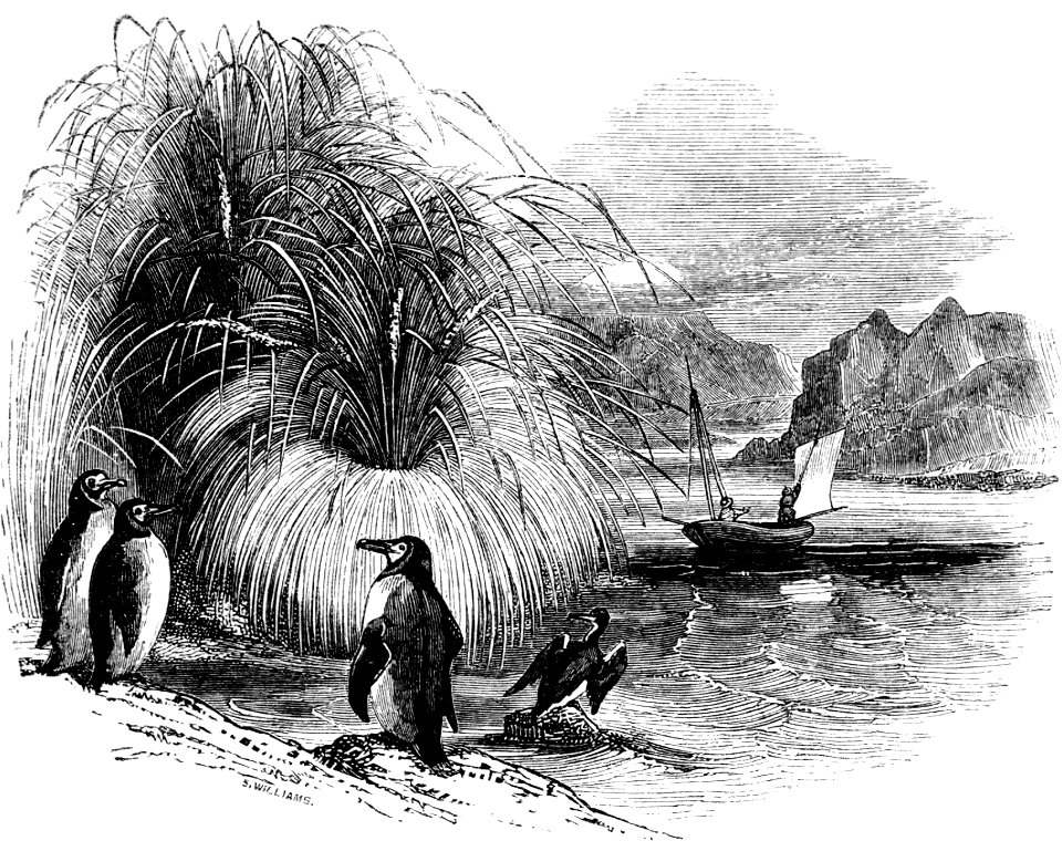 Tussac grass-Voyage Southern and Antarctic Regions-2-1847-0241