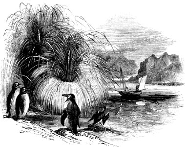Tussac grass-Voyage Southern and Antarctic Regions-2-1847-0241