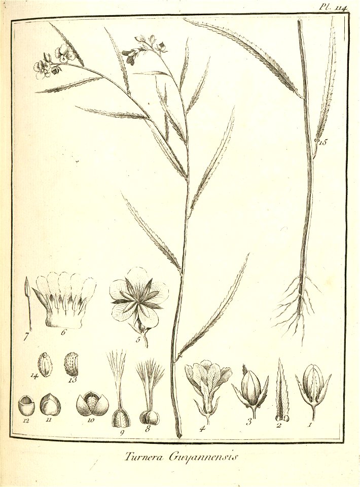 Turnera guianensis Aublet 1775 pl 114