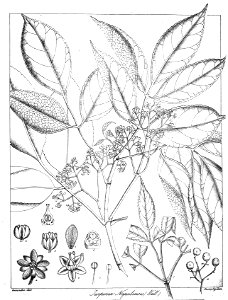 Turpinia cochinchinensis Govindoo