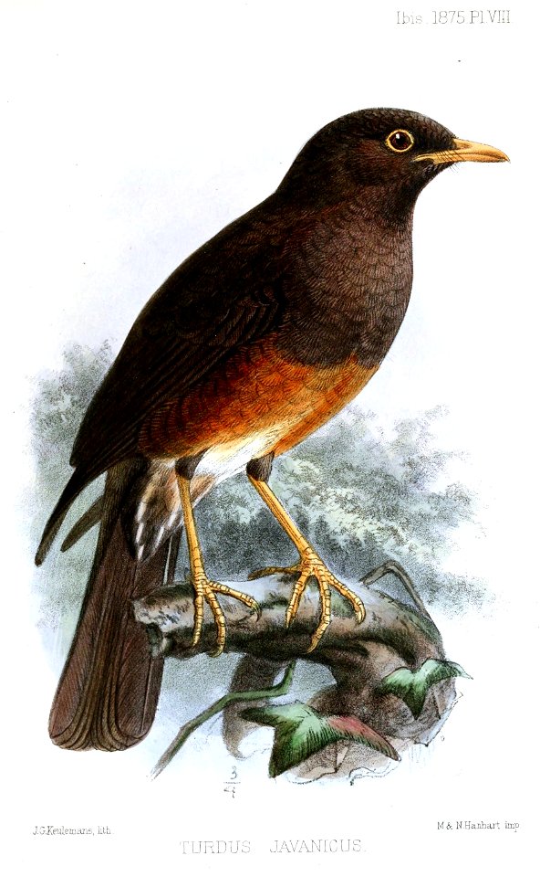TurdusJavanicusKeulemans