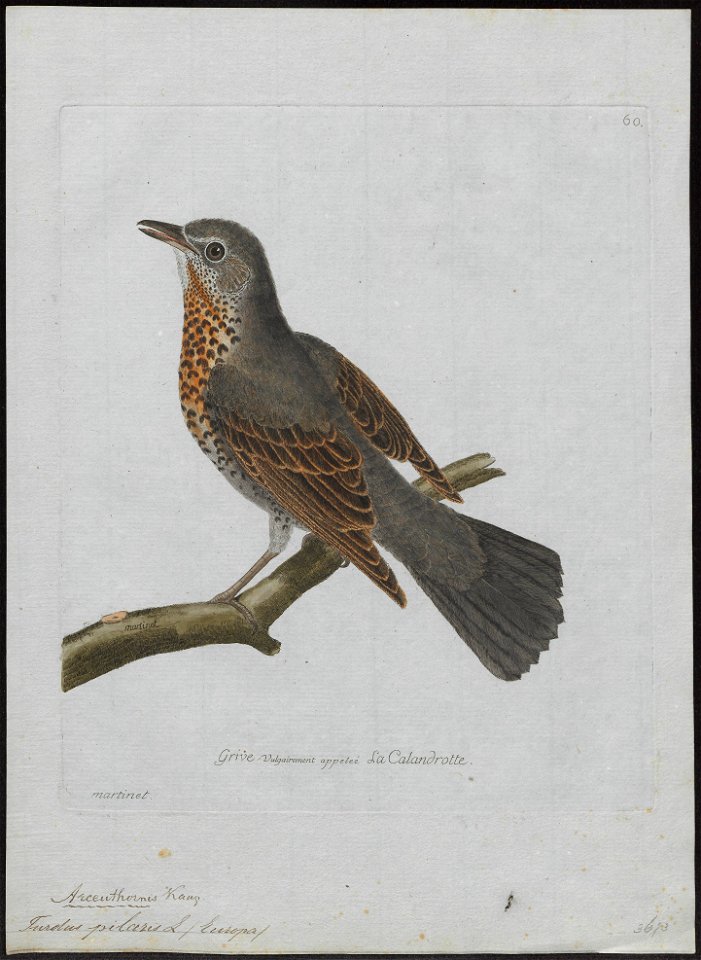 Turdus pilaris - 1790-1796 - Print - Iconographia Zoologica - Special Collections University of Amsterdam - UBA01 IZ16300205