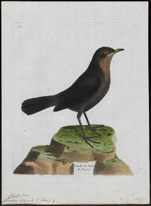 Turdus merula - 1790-1796 - Print - Iconographia Zoologica - Special Collections University of Amsterdam - UBA01 IZ16300235