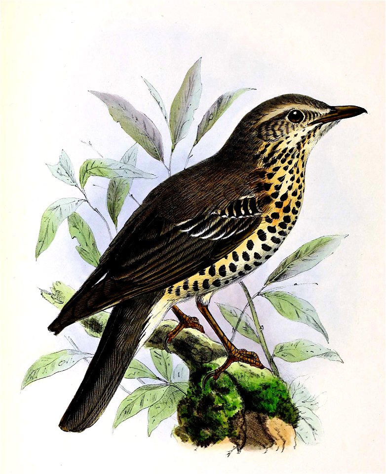 Turdus viscivorus 1873