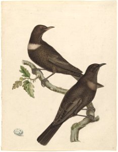 Twee beflijsters (Purdus Torquatus) met een ei