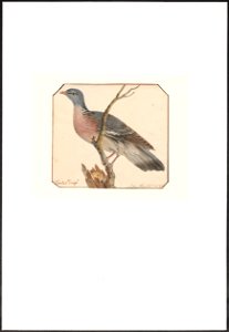 Turtur auritus - 1753-1834 - Print - Iconographia Zoologica - Special Collections University of Amsterdam - UBA01 IZA1000248