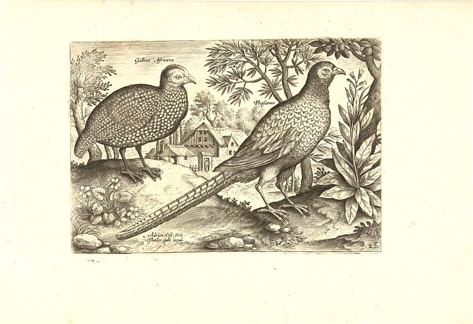 Twee hoenders in een landschap