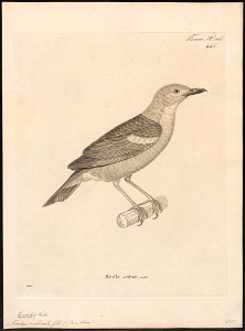 Turdus rubecula - 1700-1880 - Print - Iconographia Zoologica - Special Collections University of Amsterdam - UBA01 IZ16300281