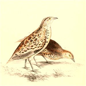 Turnix sylvaticus lepurana 1838