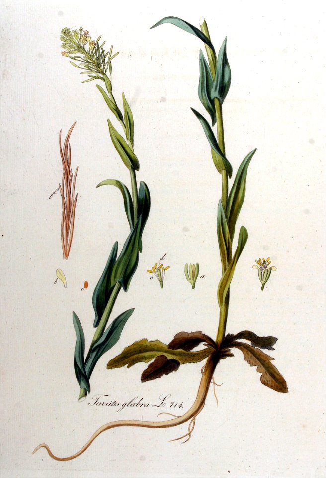 Turritis glabra — Flora Batava — Volume v9