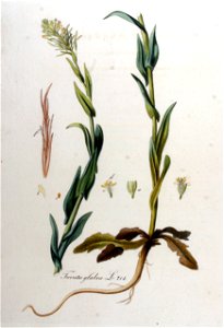 Turritis glabra — Flora Batava — Volume v9
