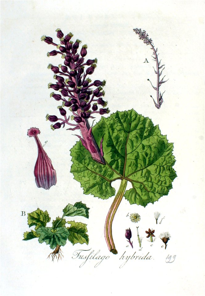 Tussilago hybrida — Flora Batava — Volume v3