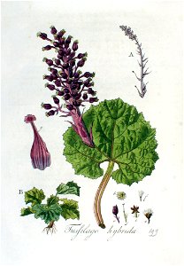Tussilago hybrida — Flora Batava — Volume v3
