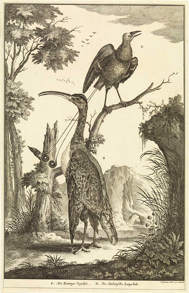 Twee vogels- een paradijsvogel en een Ambonse Langbek