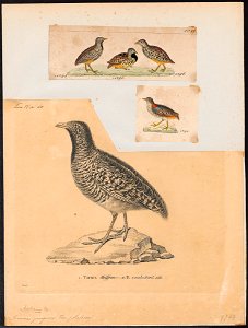 Turnix pugnax - 1700-1880 - Print - Iconographia Zoologica - Special Collections University of Amsterdam - UBA01 IZ17100173