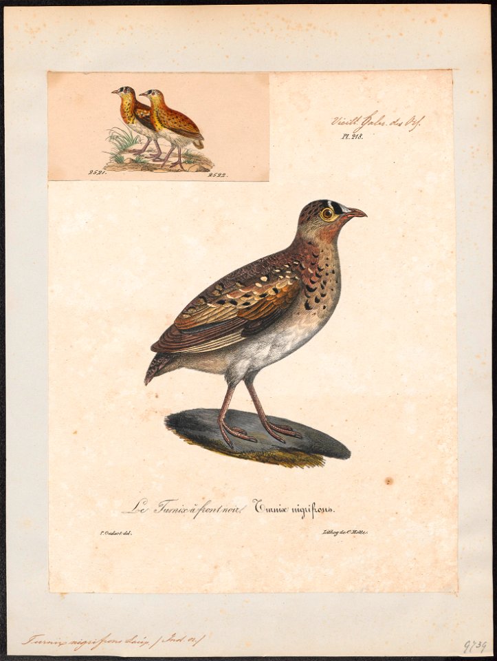 Turnix nigrifrons - 1825-1834 - Print - Iconographia Zoologica - Special Collections University of Amsterdam - UBA01 IZ17100161