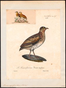 Turnix nigrifrons - 1825-1834 - Print - Iconographia Zoologica - Special Collections University of Amsterdam - UBA01 IZ17100161