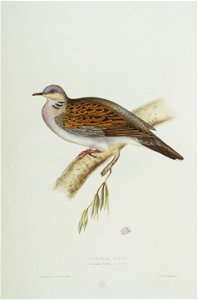 Turtle Dove. Free illustration for personal and commercial use.