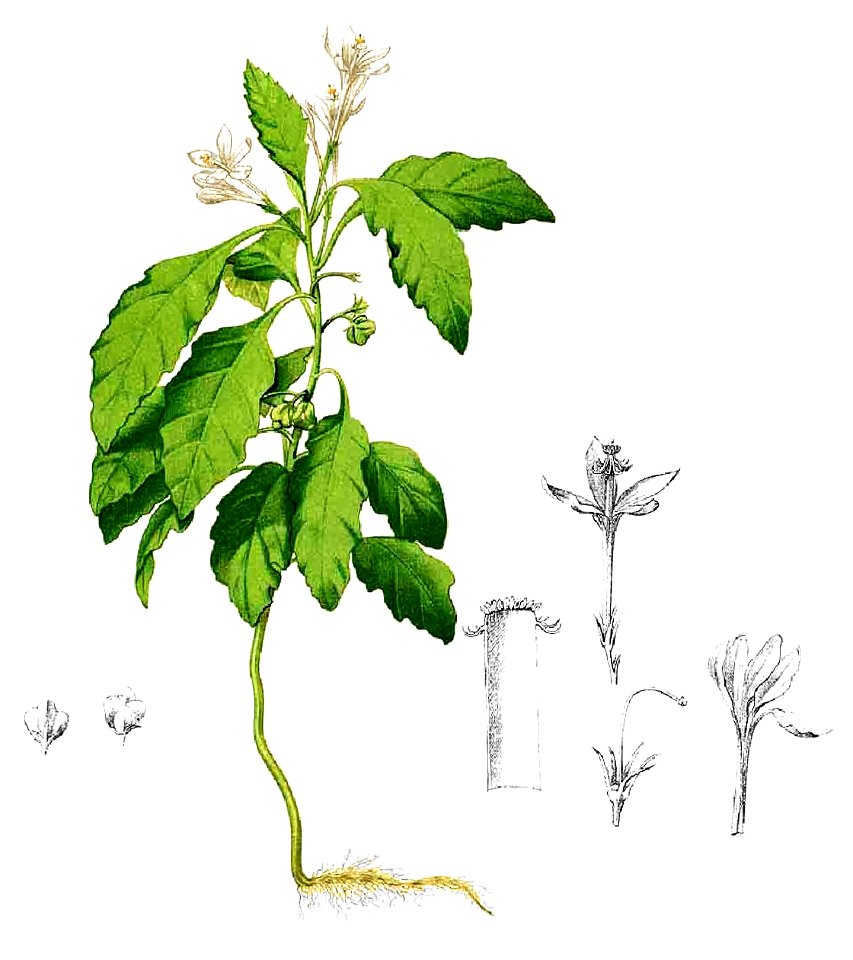 Turraea pumila Blanco1.181-cropped