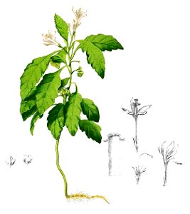 Turraea pumila Blanco1.181-cropped