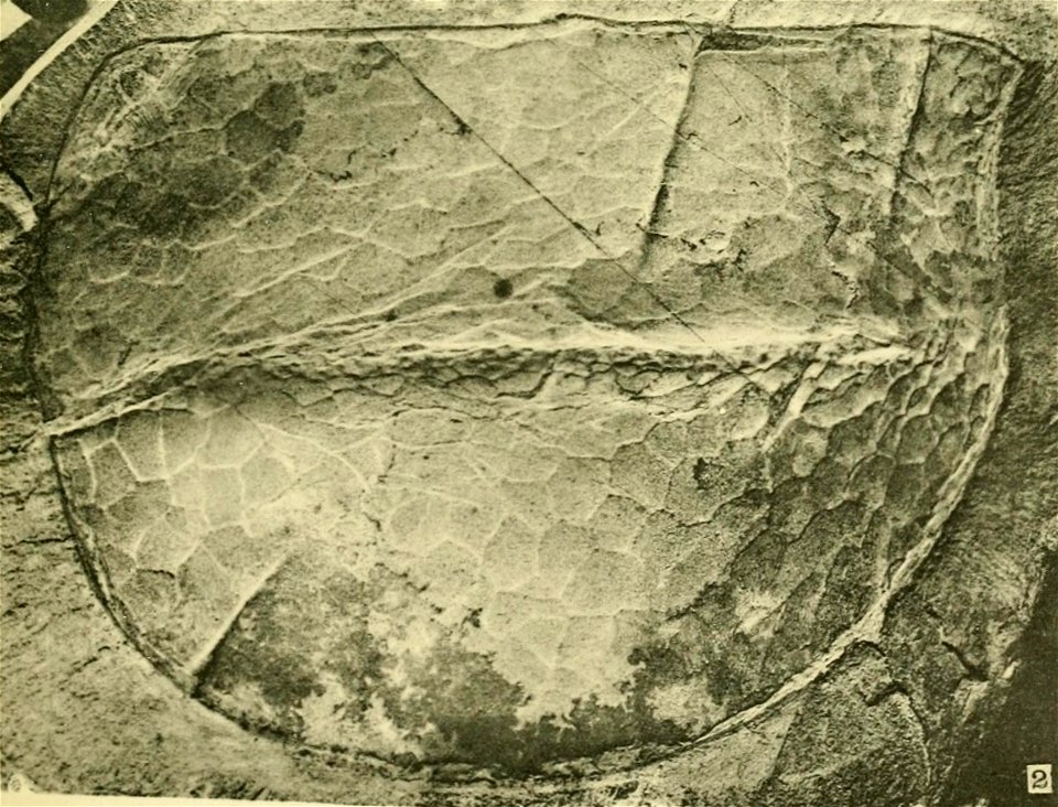 Tuzoia retifera USNM PAL 57720