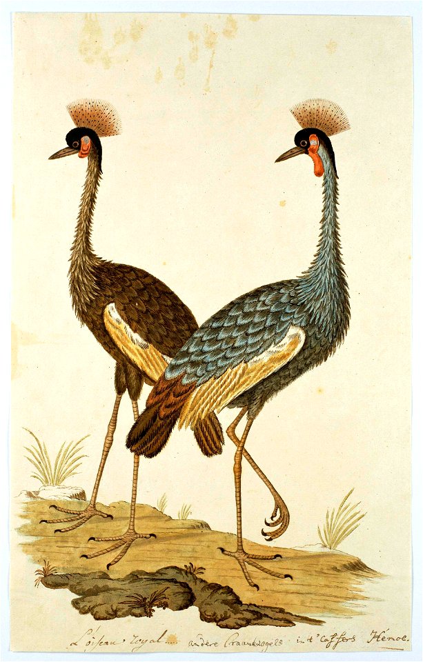 Twee kroonkraanvogels (Balearica regulorum)