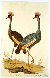 Twee kroonkraanvogels (Balearica regulorum)