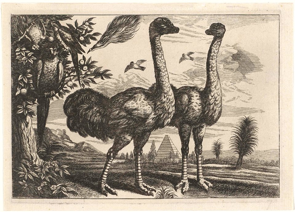 Twee struisvogels en enkele papegaaien