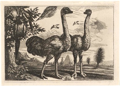Twee struisvogels en enkele papegaaien