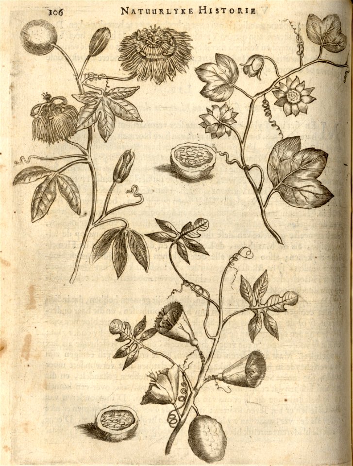 Twee soorten van Bloemen der Passie - BNA-DIG-KOSTBARE-0427-028