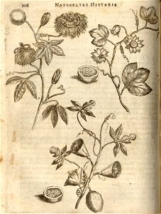 Twee soorten van Bloemen der Passie - BNA-DIG-KOSTBARE-0427-028