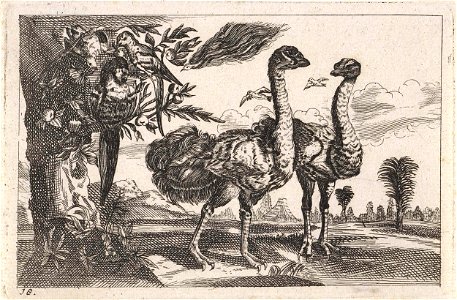 Twee struisvogels