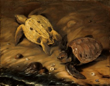 Två sköldpaddor (David Klöcker Ehrenstrahl) - Nationalmuseum - 77450