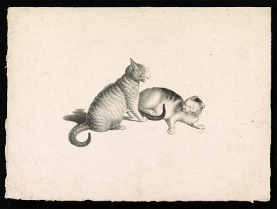 Two domestic cats fighting) - CF- LCCN2012645546