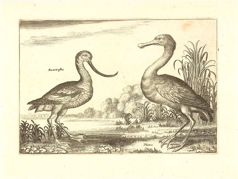 Twee waadvogels in een rivierlandschap