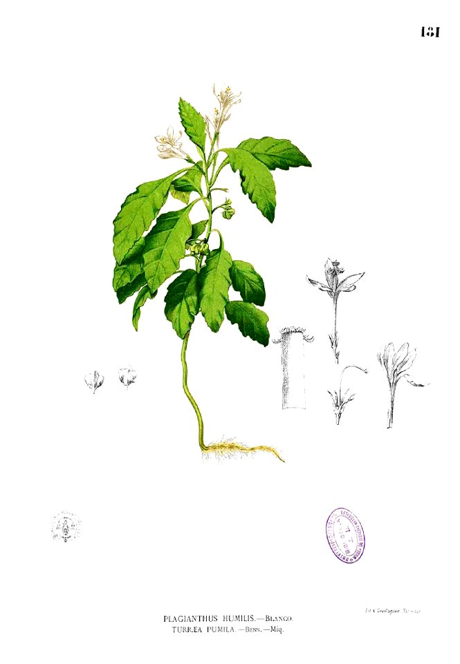 Turraea pumila Blanco1.181