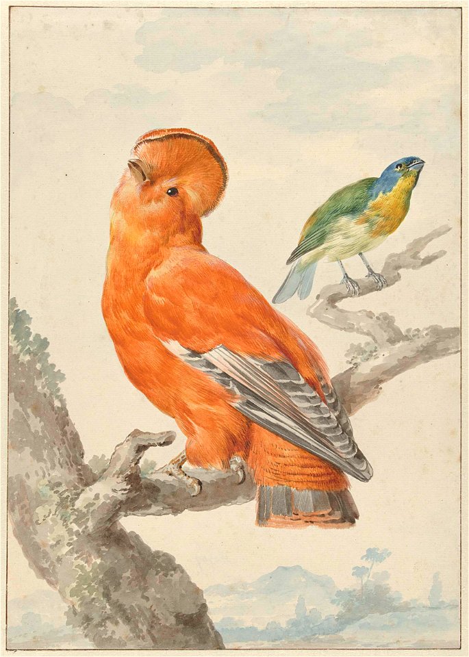 Twee exotische vogels- een rotshaan (Rupicola rupicola) en een kleurvink (Passerina lechlancherii)